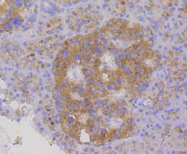 CD107b (LAMP-2) Antibody in Immunohistochemistry (Paraffin) (IHC (P))