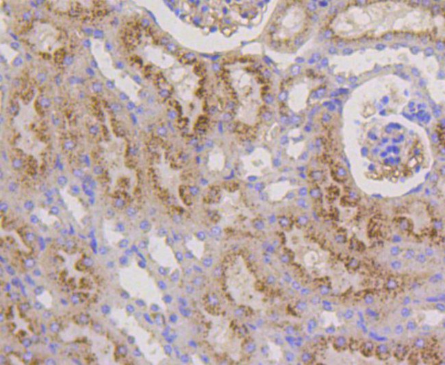 CD107b (LAMP-2) Antibody in Immunohistochemistry (Paraffin) (IHC (P))