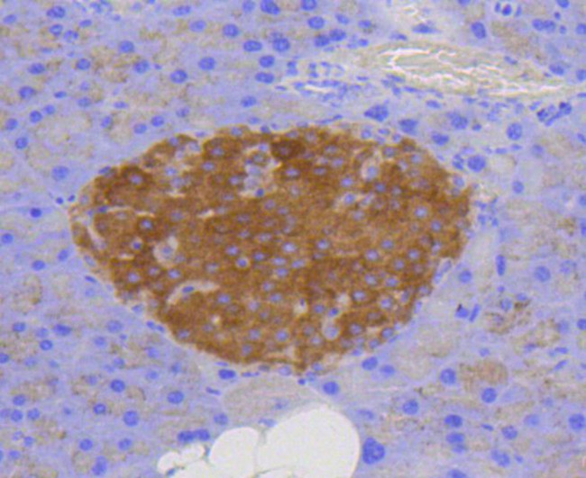 CD107b (LAMP-2) Antibody in Immunohistochemistry (Paraffin) (IHC (P))