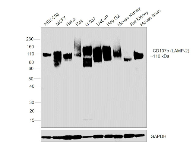 CD107b (LAMP-2) Antibody in Western Blot (WB)