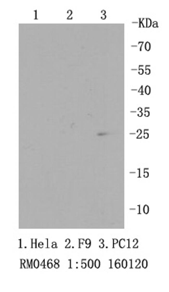 RPS3 Antibody in Western Blot (WB)