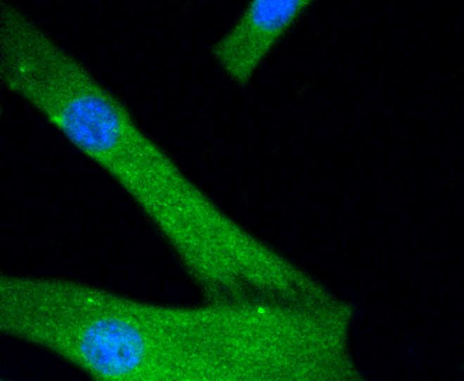 JNK1/JNK2/JNK3 Antibody in Immunocytochemistry (ICC/IF)