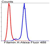 Filamin A Antibody in Flow Cytometry (Flow)