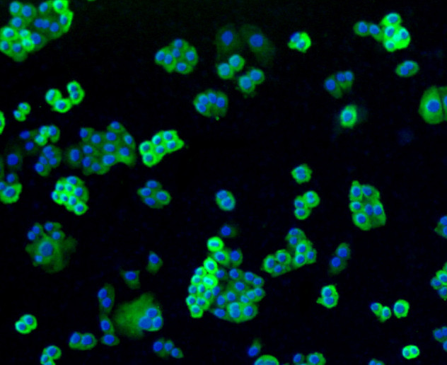 Filamin A Antibody in Immunocytochemistry (ICC/IF)