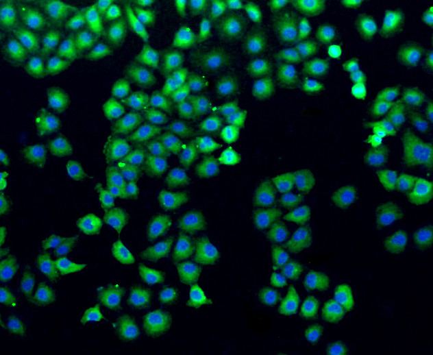 Filamin A Antibody in Immunocytochemistry (ICC/IF)