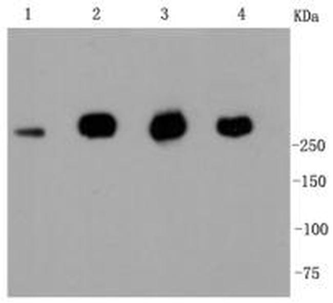 Filamin A Antibody in Western Blot (WB)