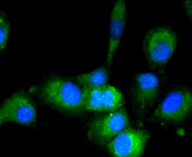 GAPDH Antibody in Immunocytochemistry (ICC/IF)