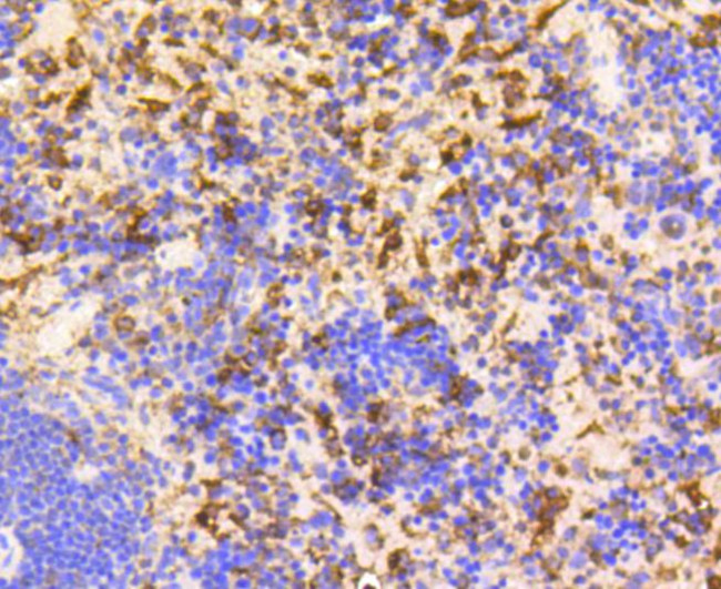 GAPDH Antibody in Immunohistochemistry (Paraffin) (IHC (P))