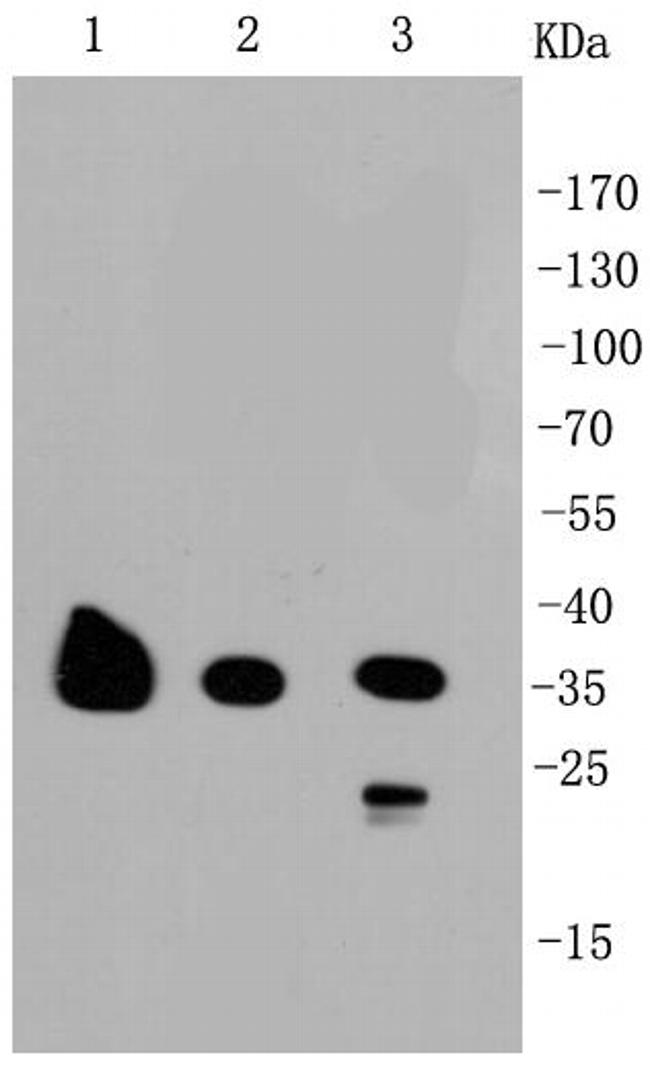 GAPDH Antibody in Western Blot (WB)