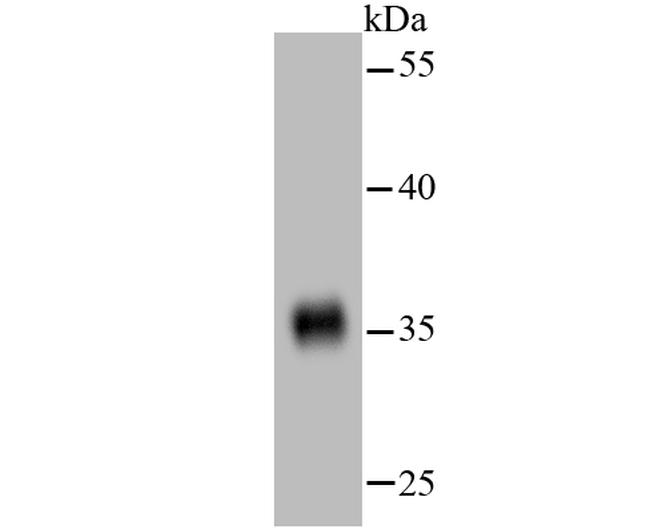 GAPDH Antibody in Western Blot (WB)