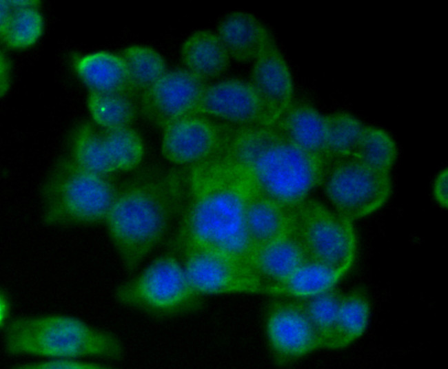 CD9 Antibody in Immunocytochemistry (ICC/IF)