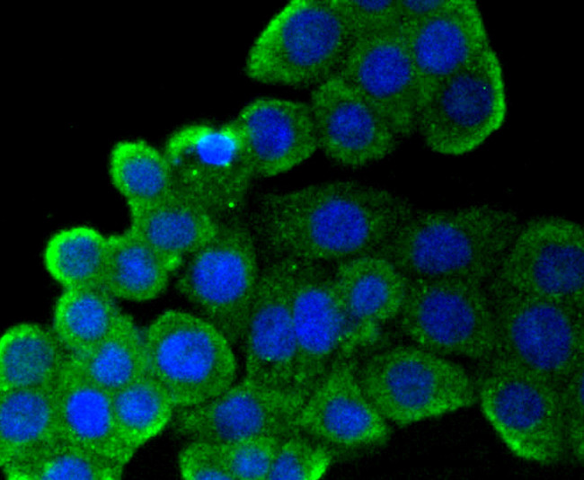 CD9 Antibody in Immunocytochemistry (ICC/IF)