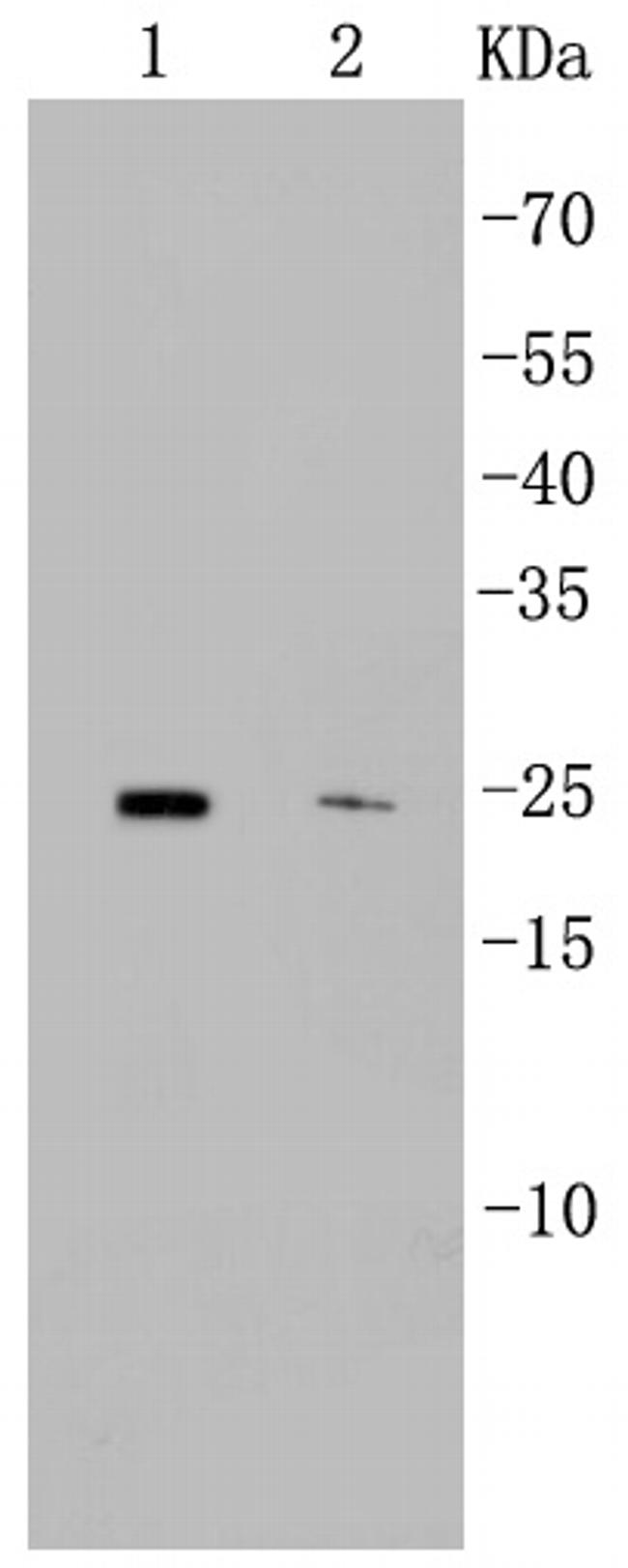 CD9 Antibody in Western Blot (WB)
