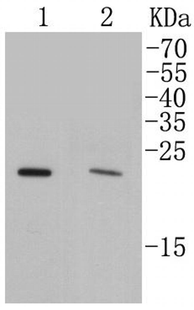 Rab4 Antibody in Western Blot (WB)