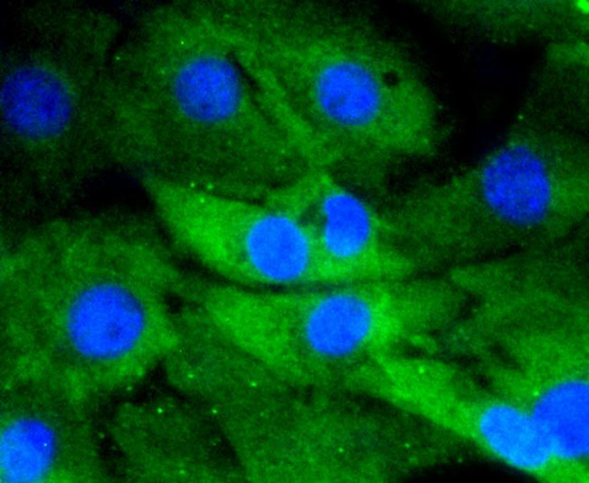 MKP3 Antibody in Immunocytochemistry (ICC/IF)