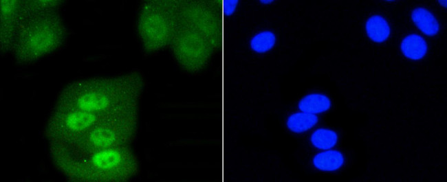 SHP-1 Antibody in Immunocytochemistry (ICC/IF)