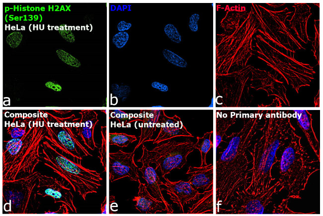 Phospho-Histone H2A.X (Ser139) Antibody in Immunocytochemistry (ICC/IF)