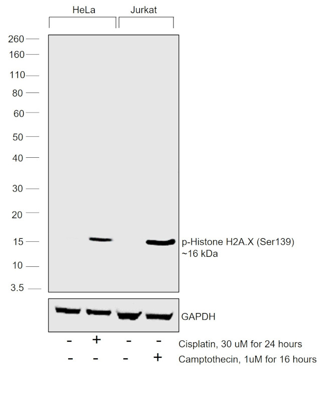 Phospho-Histone H2A.X (Ser139) Antibody in Western Blot (WB)