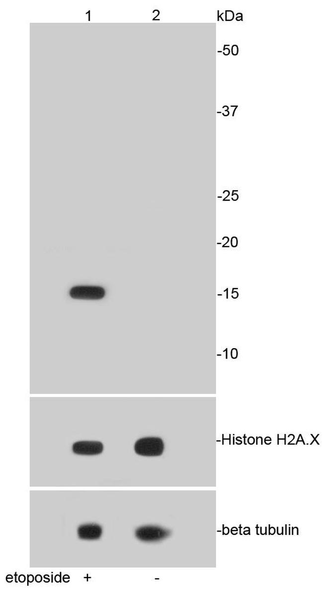 Phospho-Histone H2A.X (Ser139) Antibody in Western Blot (WB)