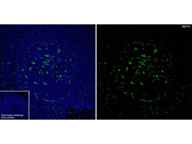 MERTK Antibody in Flow Cytometry (Flow)