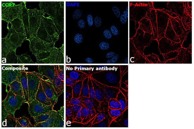 CCR7 Antibody in Immunocytochemistry (ICC/IF)