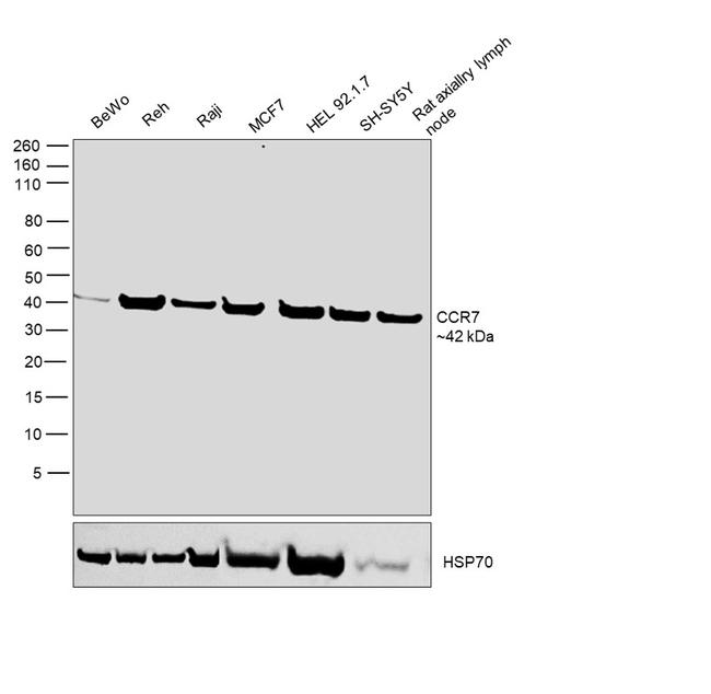 CCR7 Antibody in Western Blot (WB)