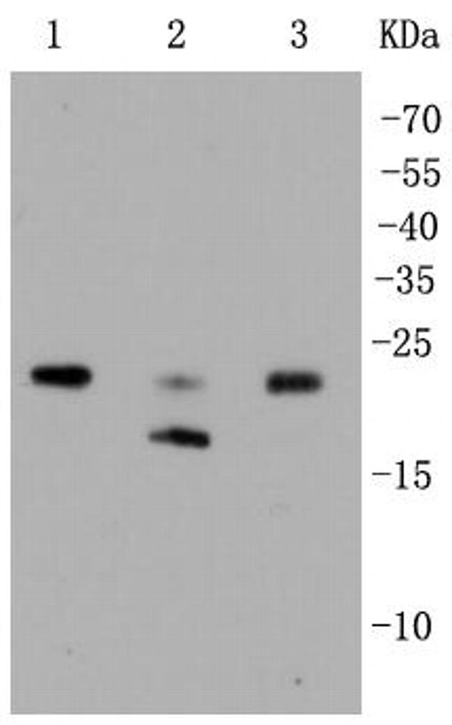 RhoA/RhoB/RhoC Antibody in Western Blot (WB)