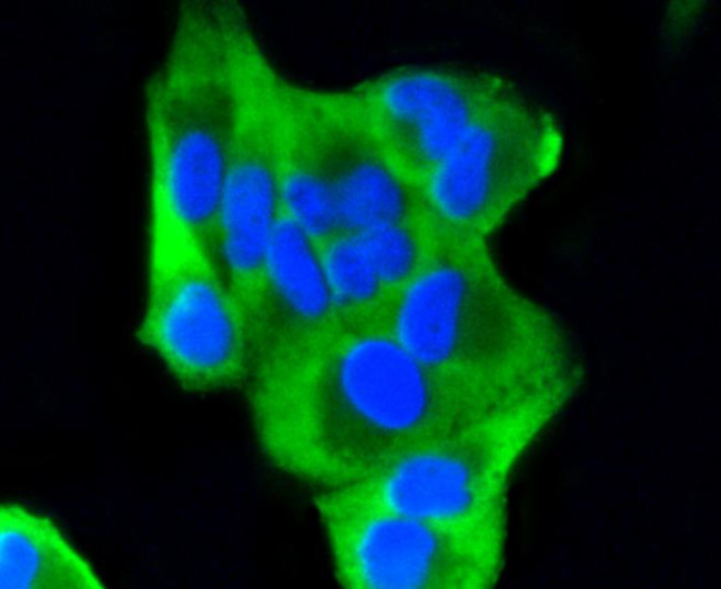 PUMA alpha Antibody in Immunocytochemistry (ICC/IF)