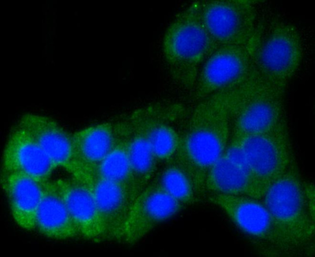 PUMA alpha Antibody in Immunocytochemistry (ICC/IF)