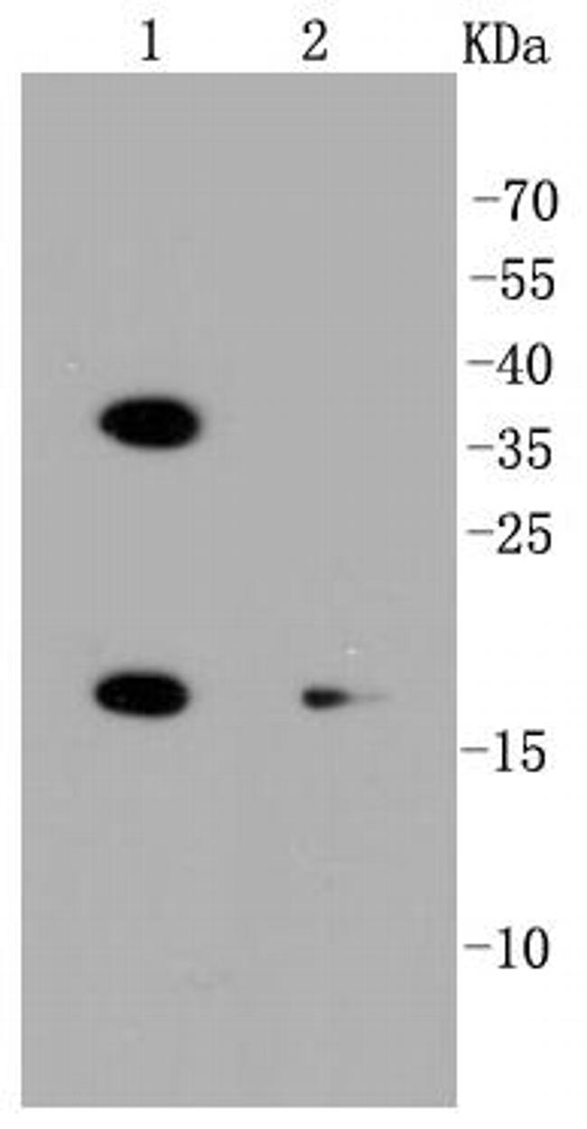 PUMA alpha Antibody in Western Blot (WB)