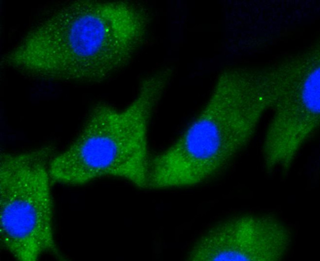 IRF1 Antibody in Immunocytochemistry (ICC/IF)