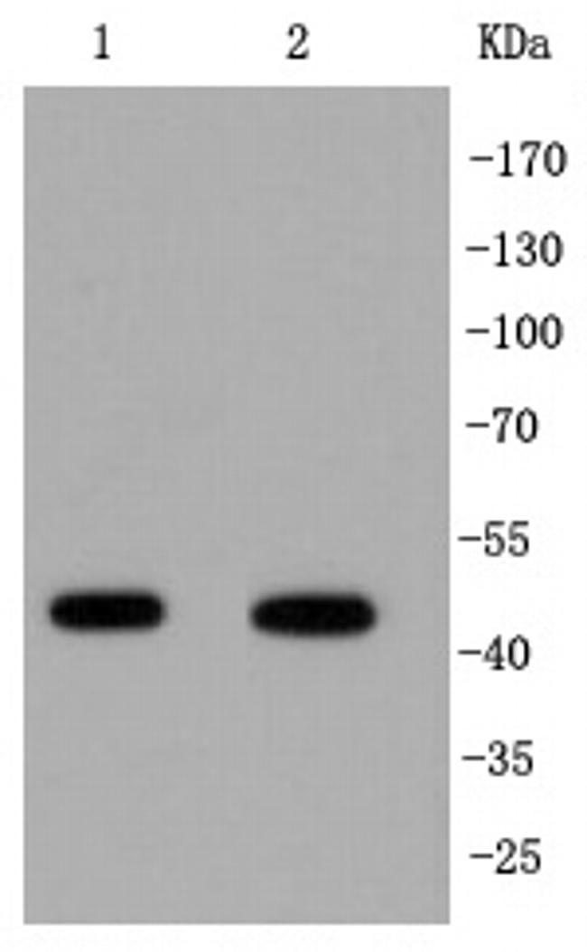 IRF1 Antibody in Western Blot (WB)