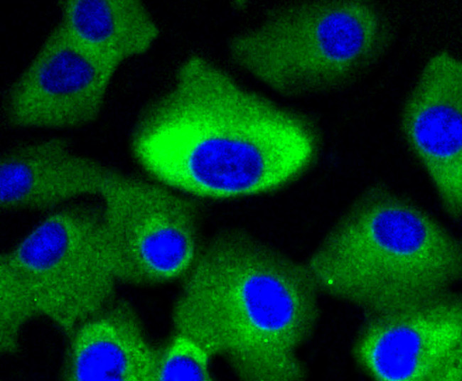 MEK1/MEK2 Antibody in Immunocytochemistry (ICC/IF)