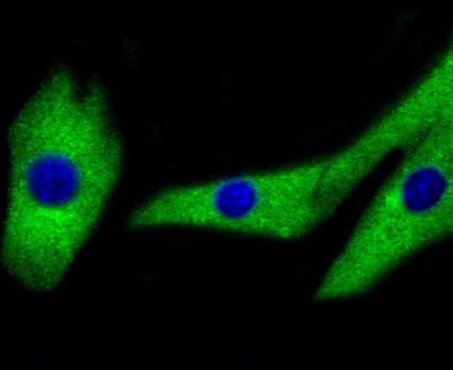 MEK1/MEK2 Antibody in Immunocytochemistry (ICC/IF)