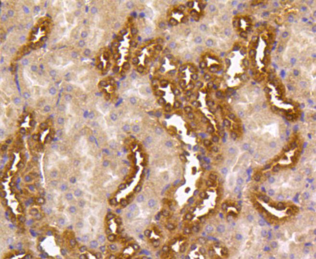 MEK1/MEK2 Antibody in Immunohistochemistry (Paraffin) (IHC (P))