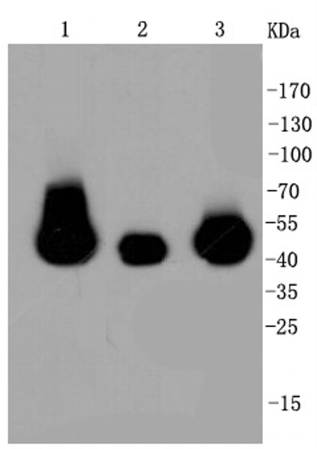 MEK1/MEK2 Antibody in Western Blot (WB)