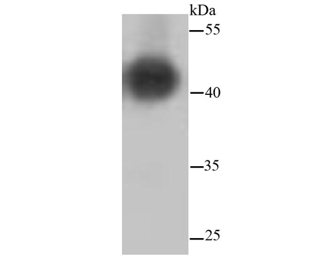 MEK1/MEK2 Antibody in Western Blot (WB)