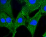 Prohibitin Antibody in Immunocytochemistry (ICC/IF)