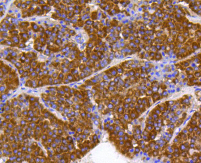 Prohibitin Antibody in Immunohistochemistry (Paraffin) (IHC (P))