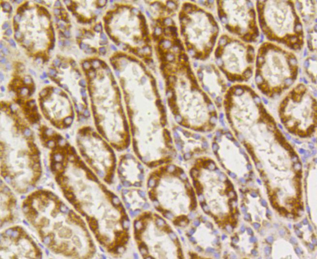 Prohibitin Antibody in Immunohistochemistry (Paraffin) (IHC (P))