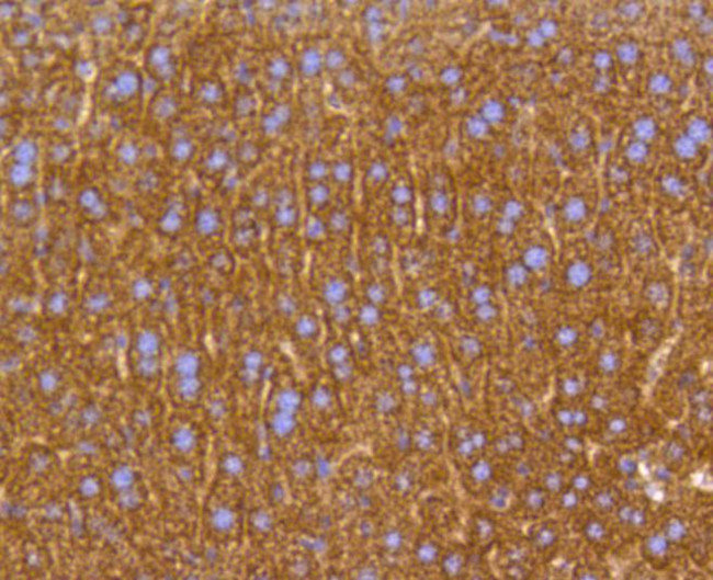 Prohibitin Antibody in Immunohistochemistry (Paraffin) (IHC (P))