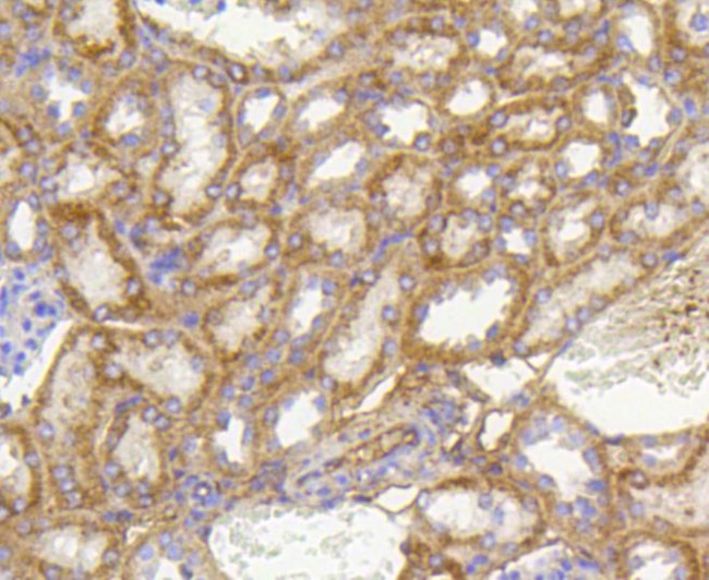 Prohibitin Antibody in Immunohistochemistry (Paraffin) (IHC (P))