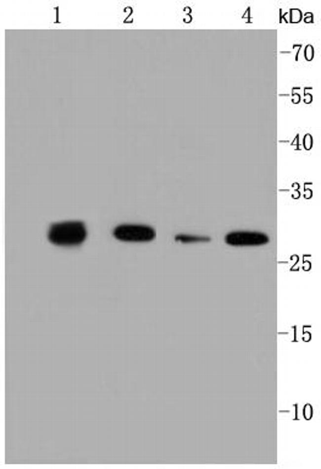 Prohibitin Antibody in Western Blot (WB)