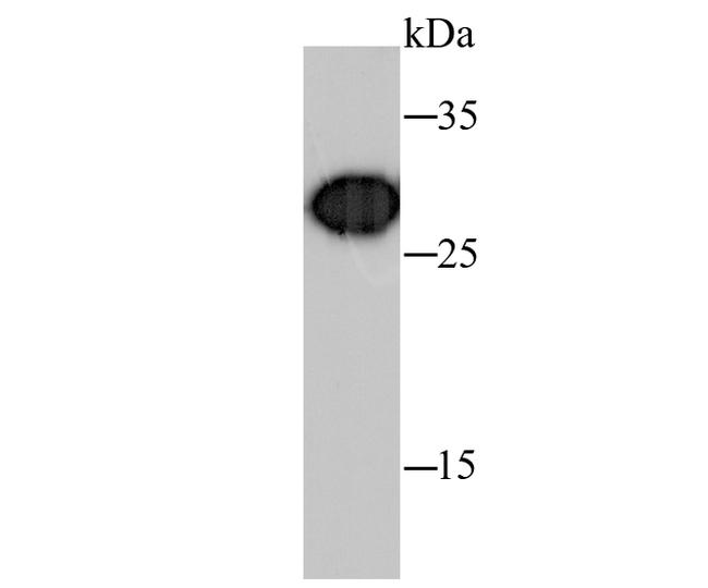 Prohibitin Antibody in Western Blot (WB)