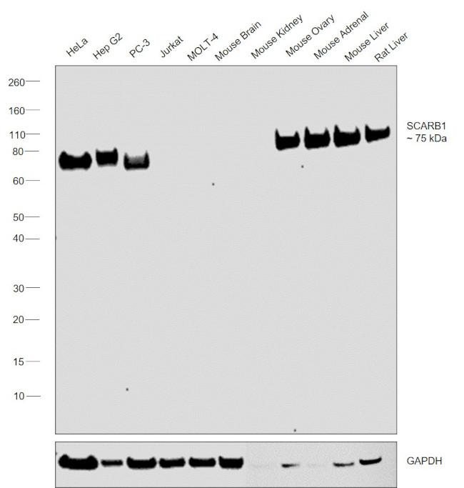 SR-BI Antibody