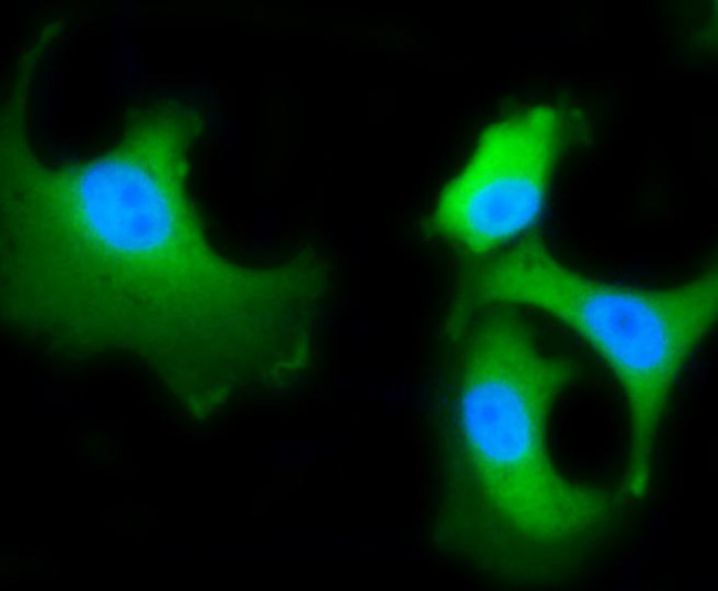 HSC70 Antibody in Immunocytochemistry (ICC/IF)