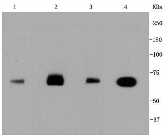 HSC70 Antibody in Western Blot (WB)