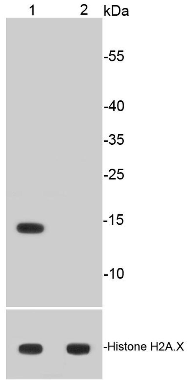 H2AK9ac Antibody in Western Blot (WB)