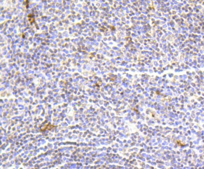 Hydroxyl-Histone H2A (Tyr39) Antibody in Immunohistochemistry (Paraffin) (IHC (P))