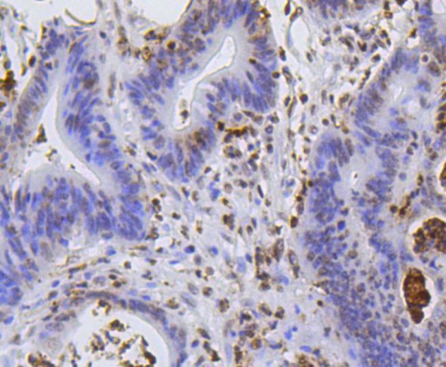 Hydroxyl-Histone H2A (Tyr39) Antibody in Immunohistochemistry (Paraffin) (IHC (P))